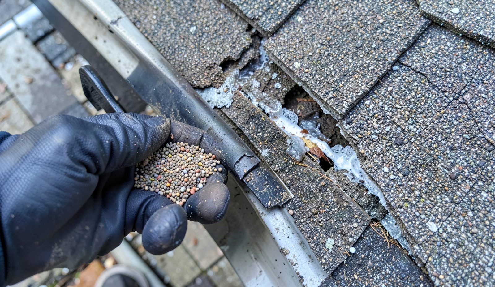 Roof Inspection Services Testing And Diagnosis
